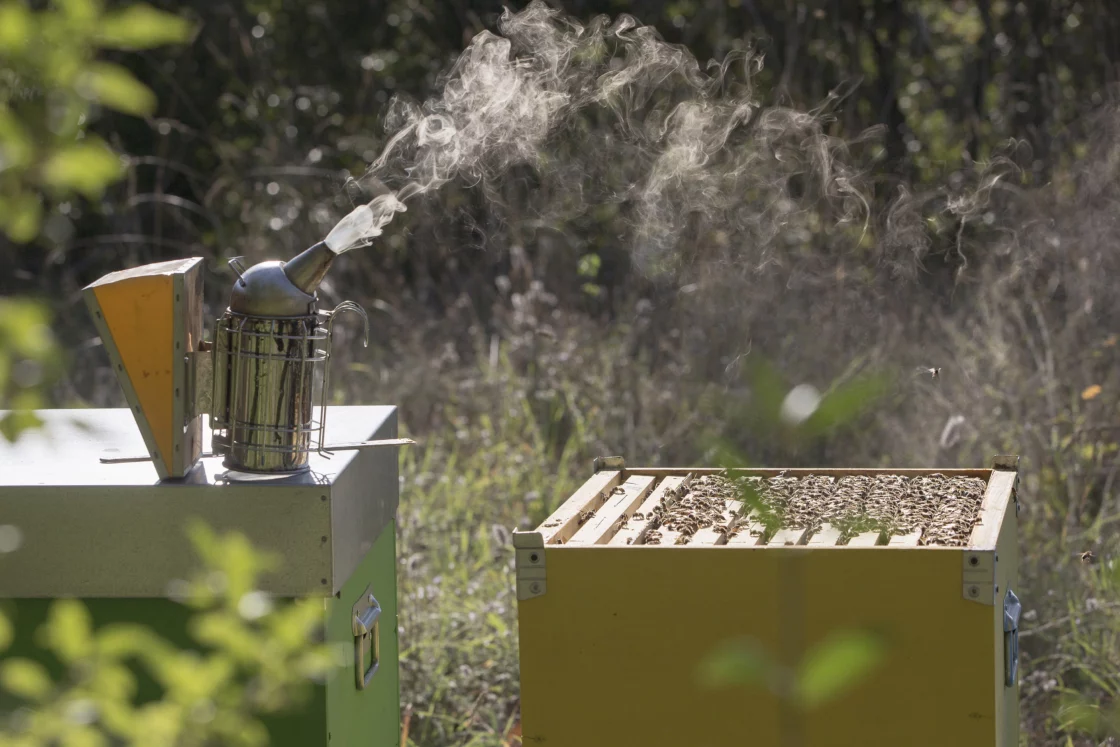 FAVUS MELLIS – officina delle api